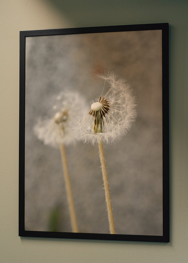 Dandelion