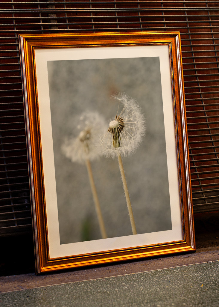 Dandelion