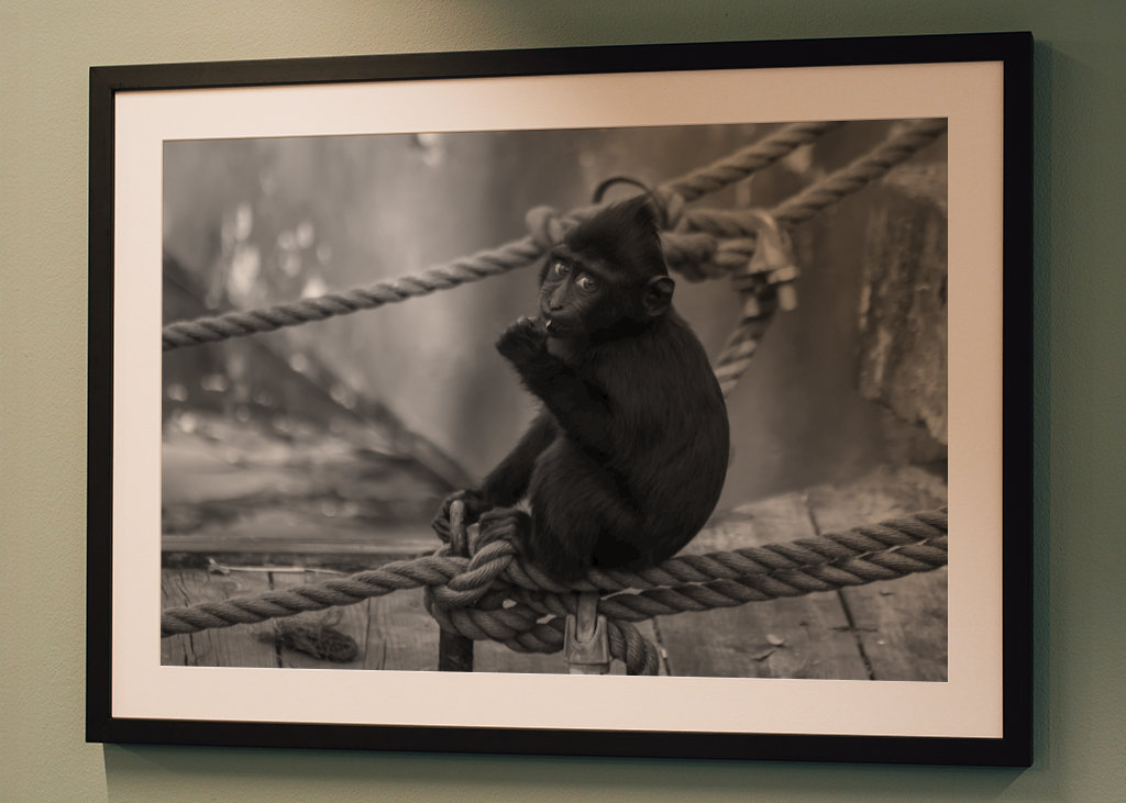 The Monkey on the Bridge