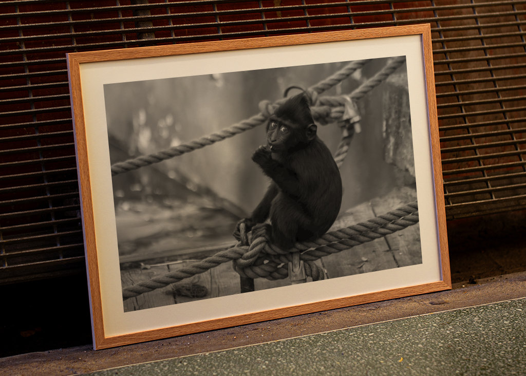 The Monkey on the Bridge