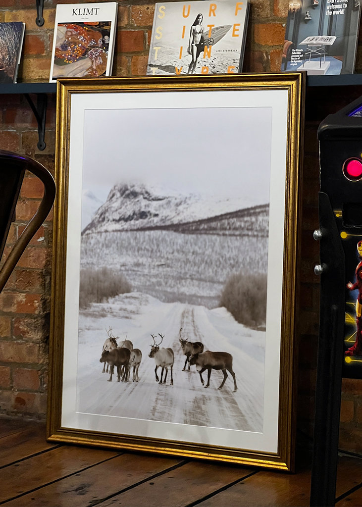 Reindeers in Nikkaloukta