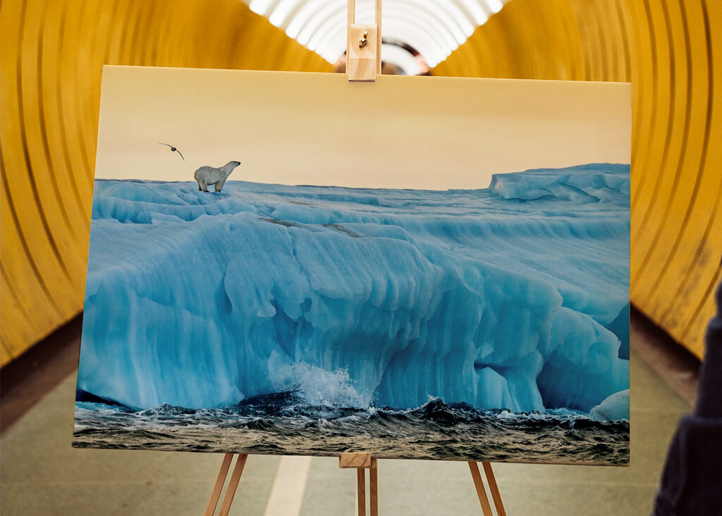 Lední medvěd ráno