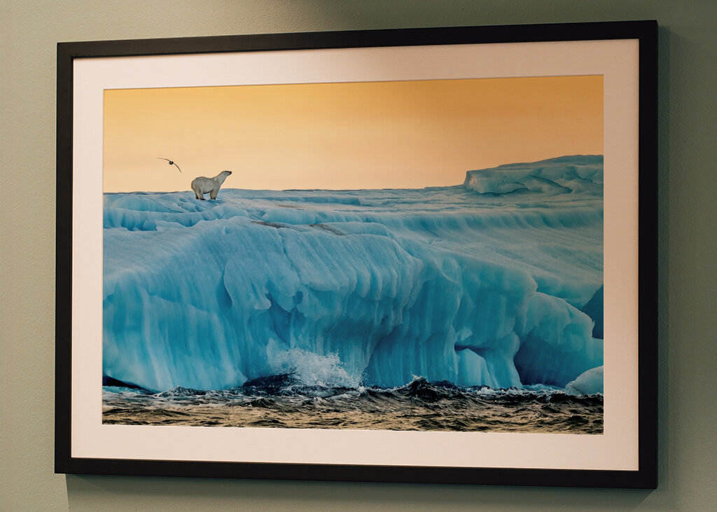 Lední medvěd ráno