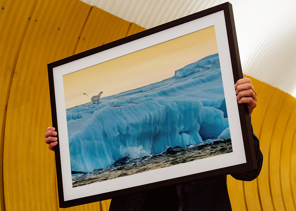 Lední medvěd ráno