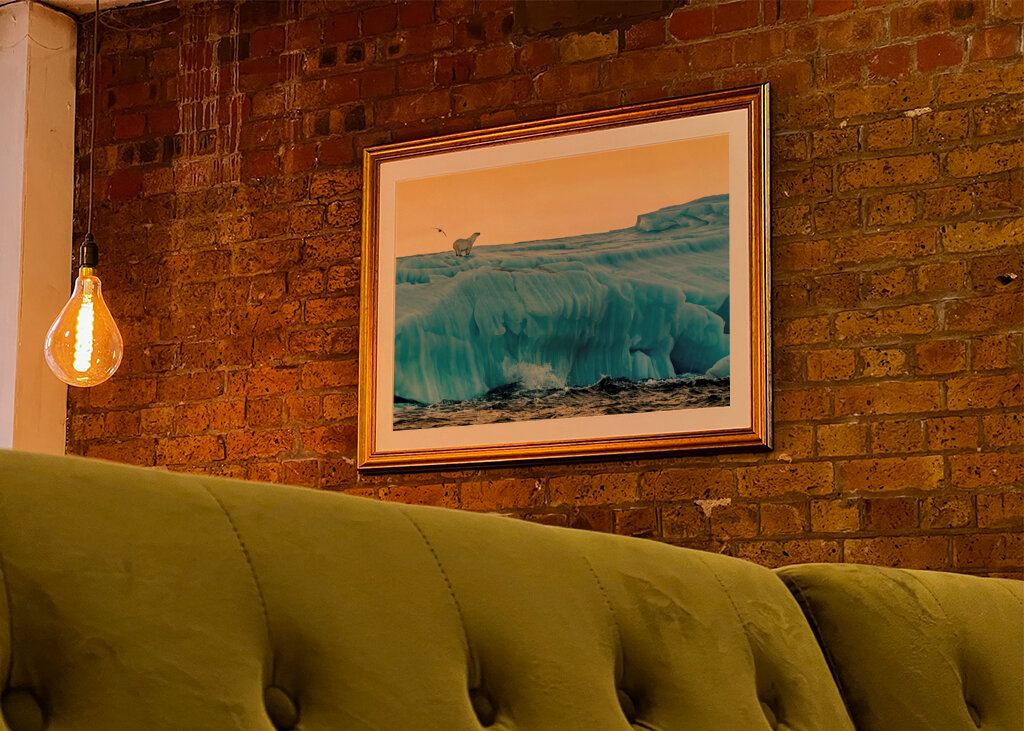 Lední medvěd ráno