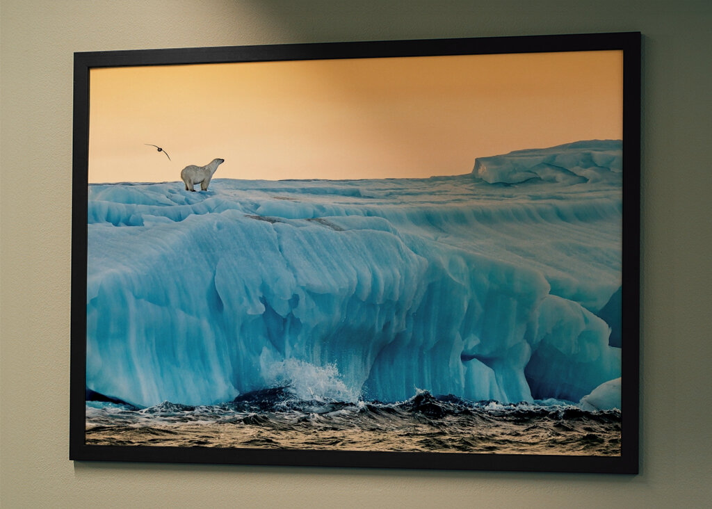 Lední medvěd ráno