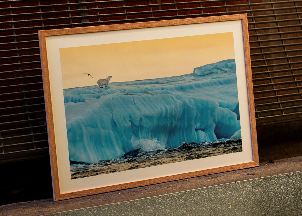 Lední medvěd ráno