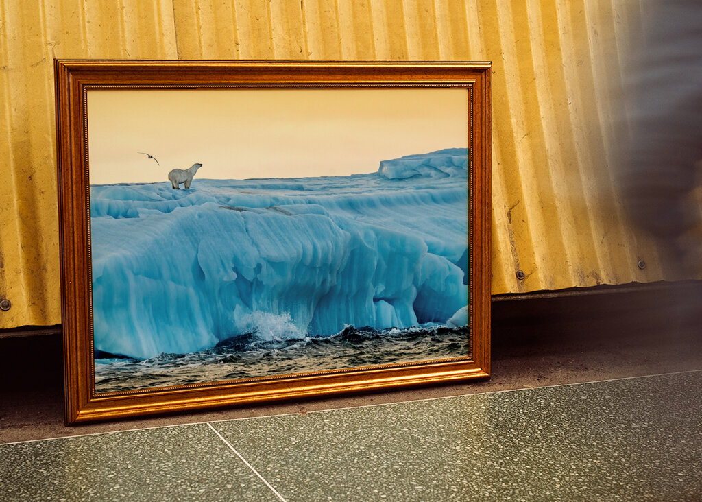 Lední medvěd ráno