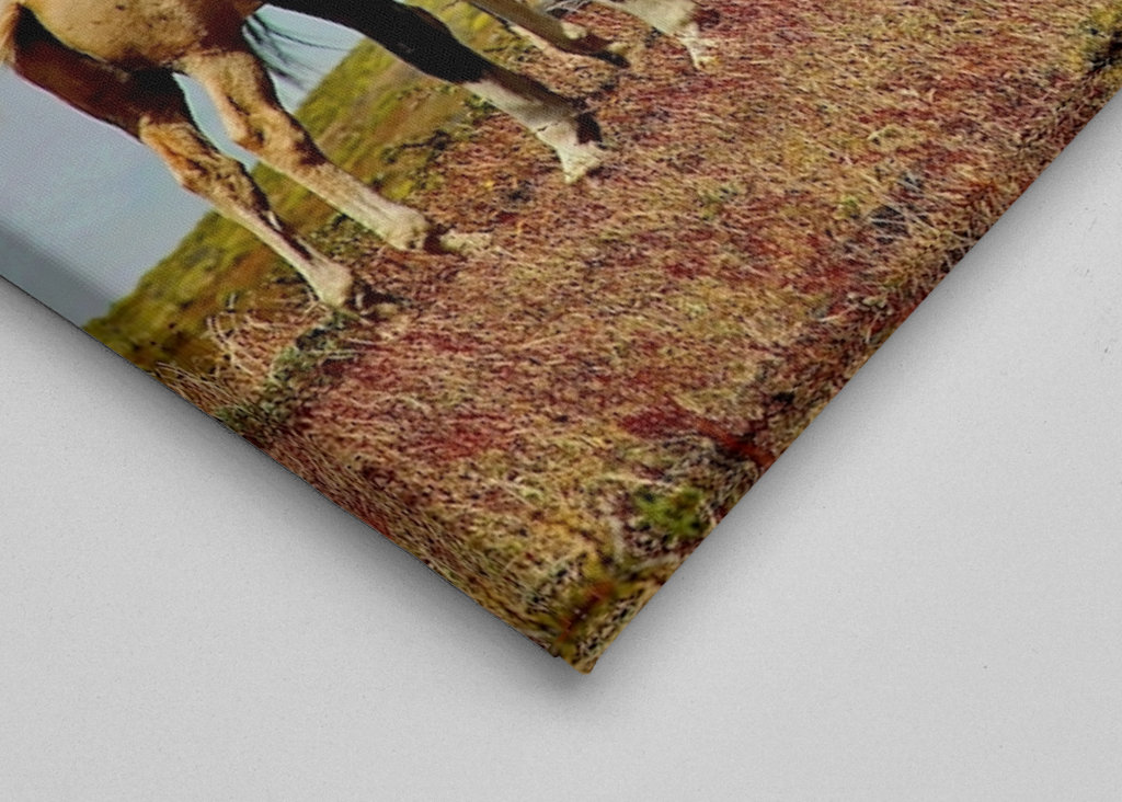 Horses in Patagonia 1