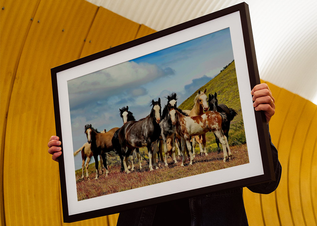 Horses in Patagonia 1