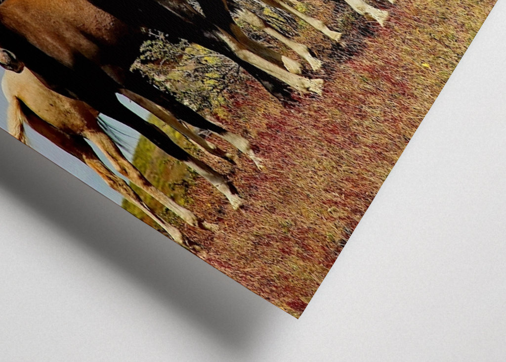 Horses in Patagonia 1