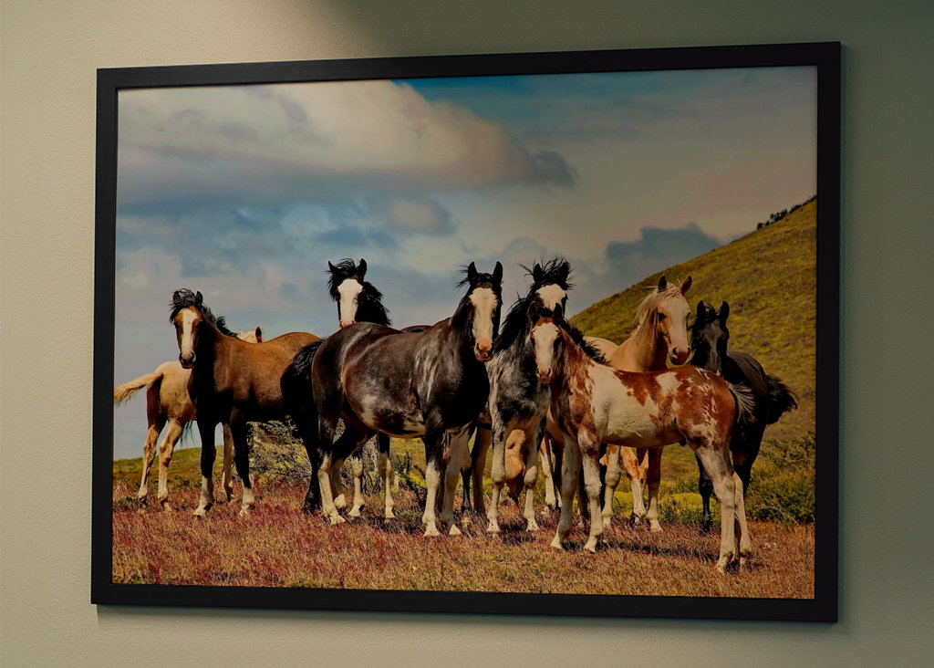 Horses in Patagonia 1