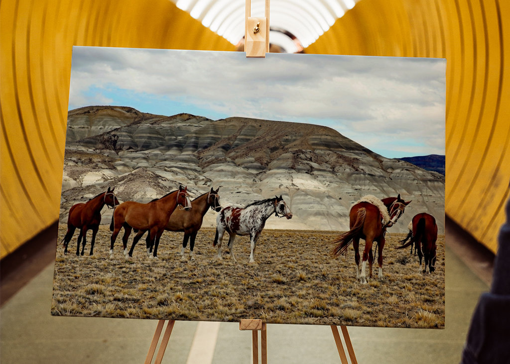 Pferde in Patagonien 2