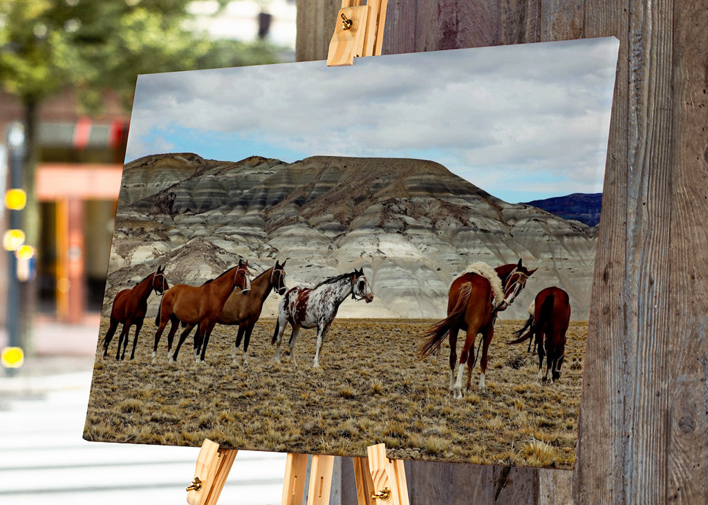 Pferde in Patagonien 2