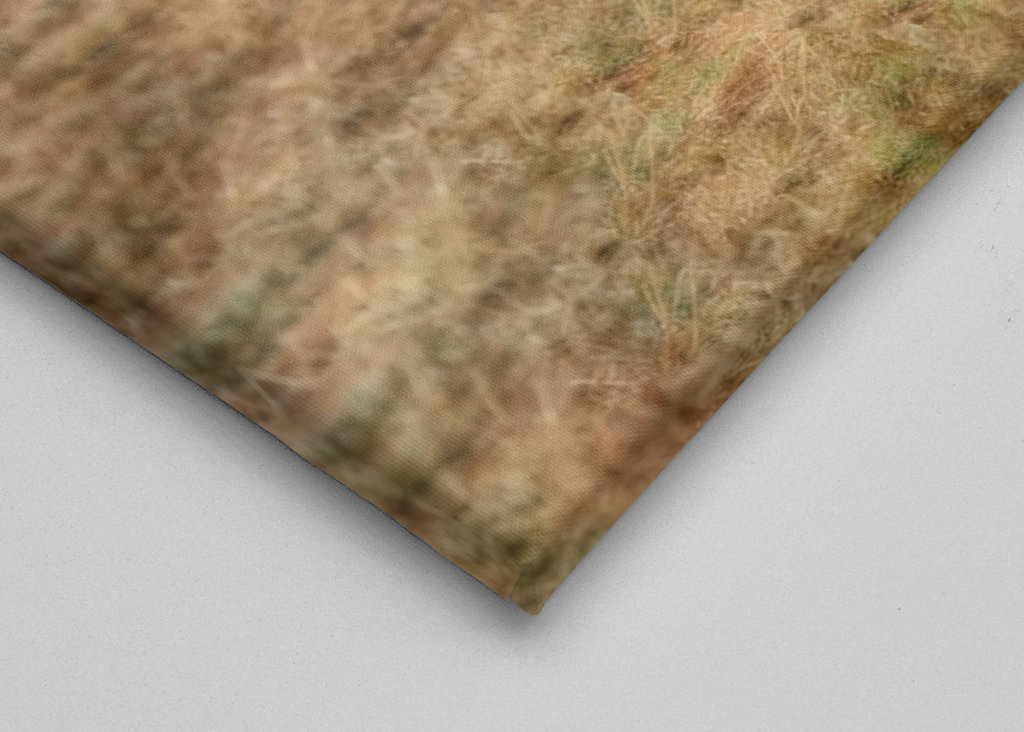 Samec lva ležící na trávě