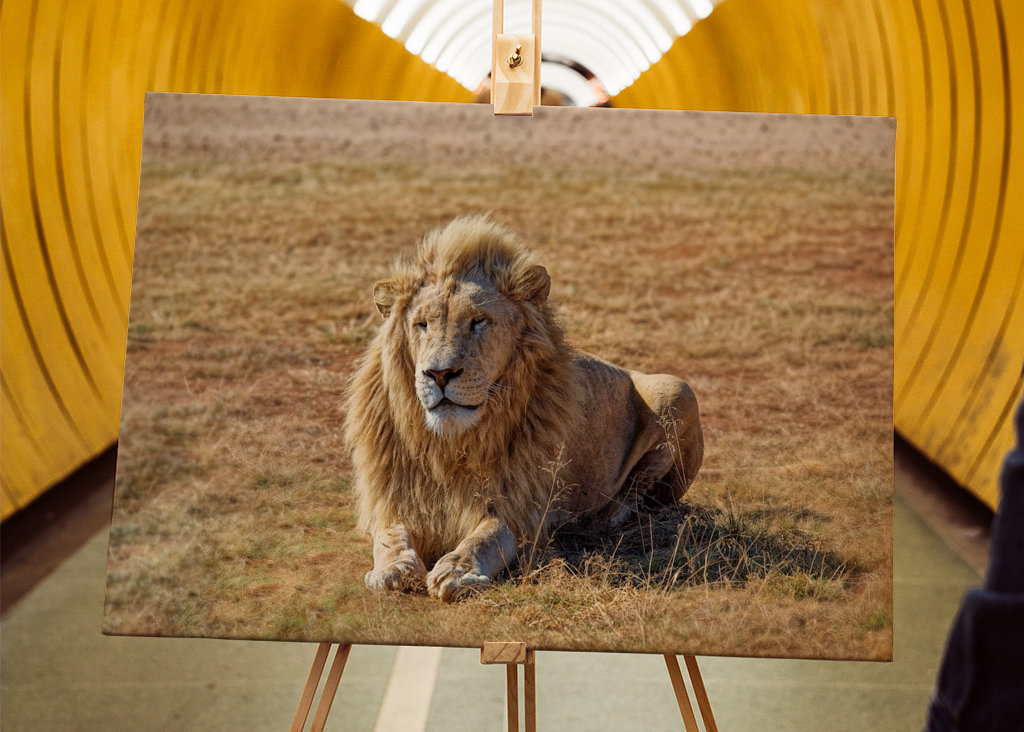 Samec lva ležící na trávě