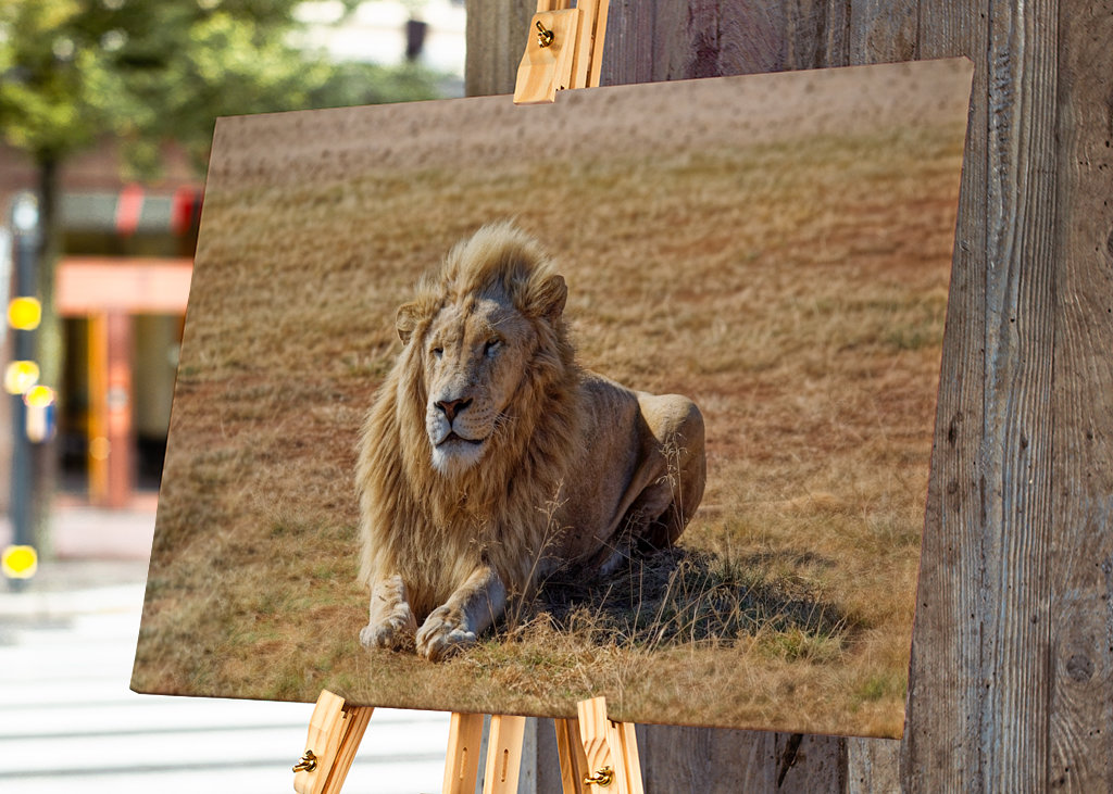 Samec lva ležící na trávě