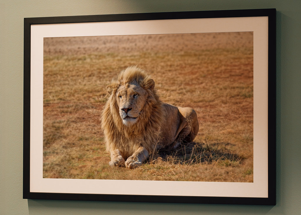 Samec lva ležící na trávě