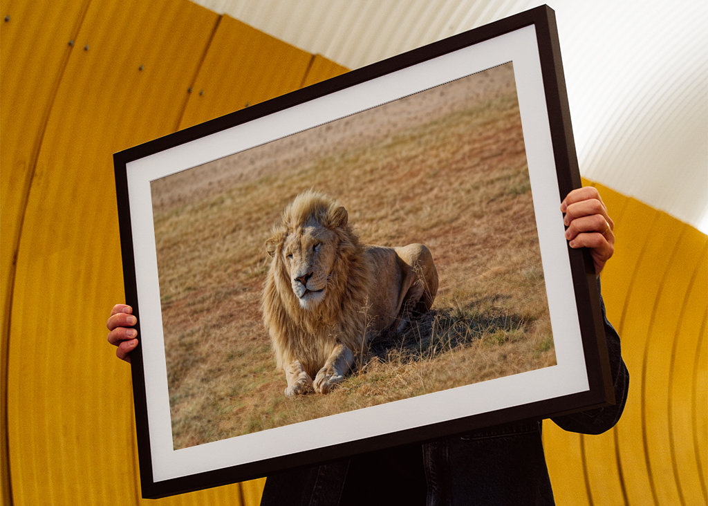 Samec lva ležící na trávě