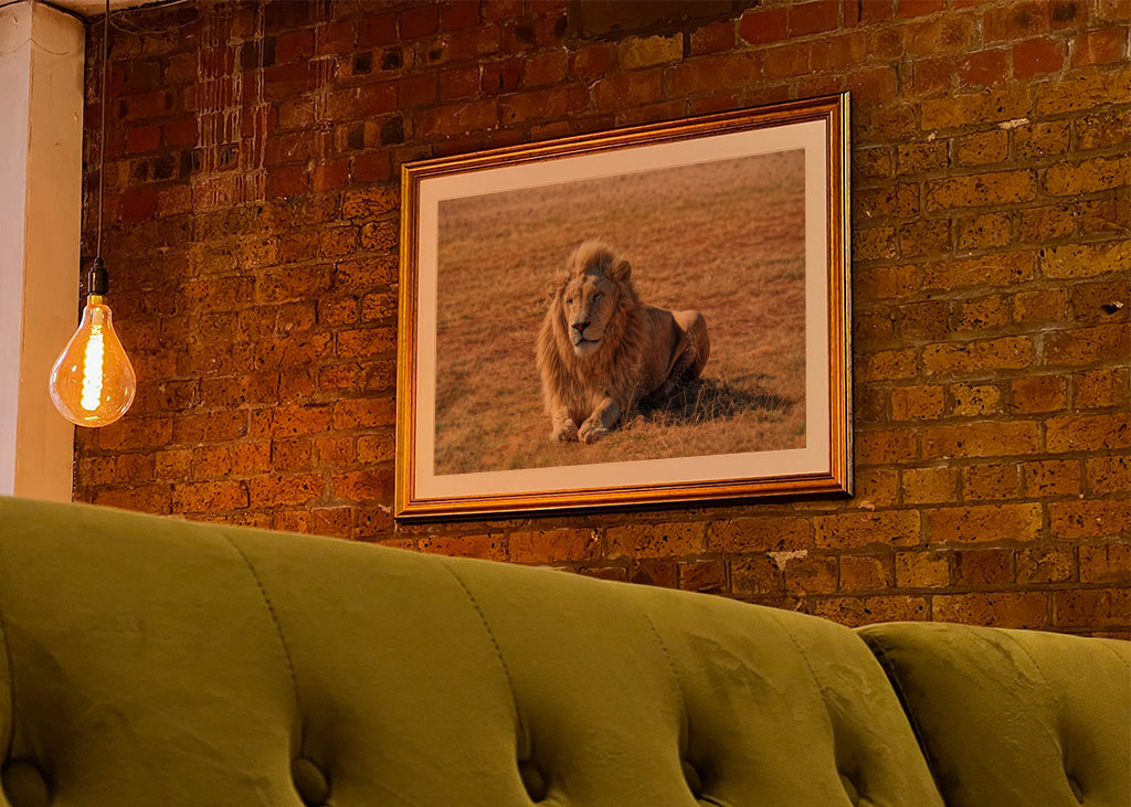 Samec lva ležící na trávě