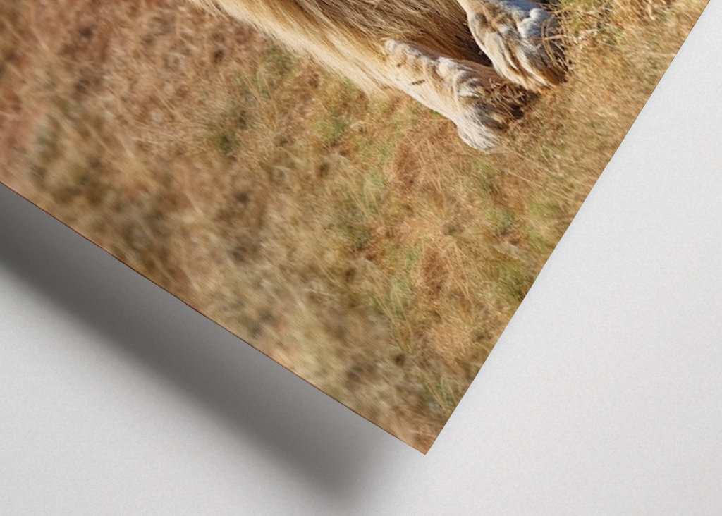 Samec lva ležící na trávě