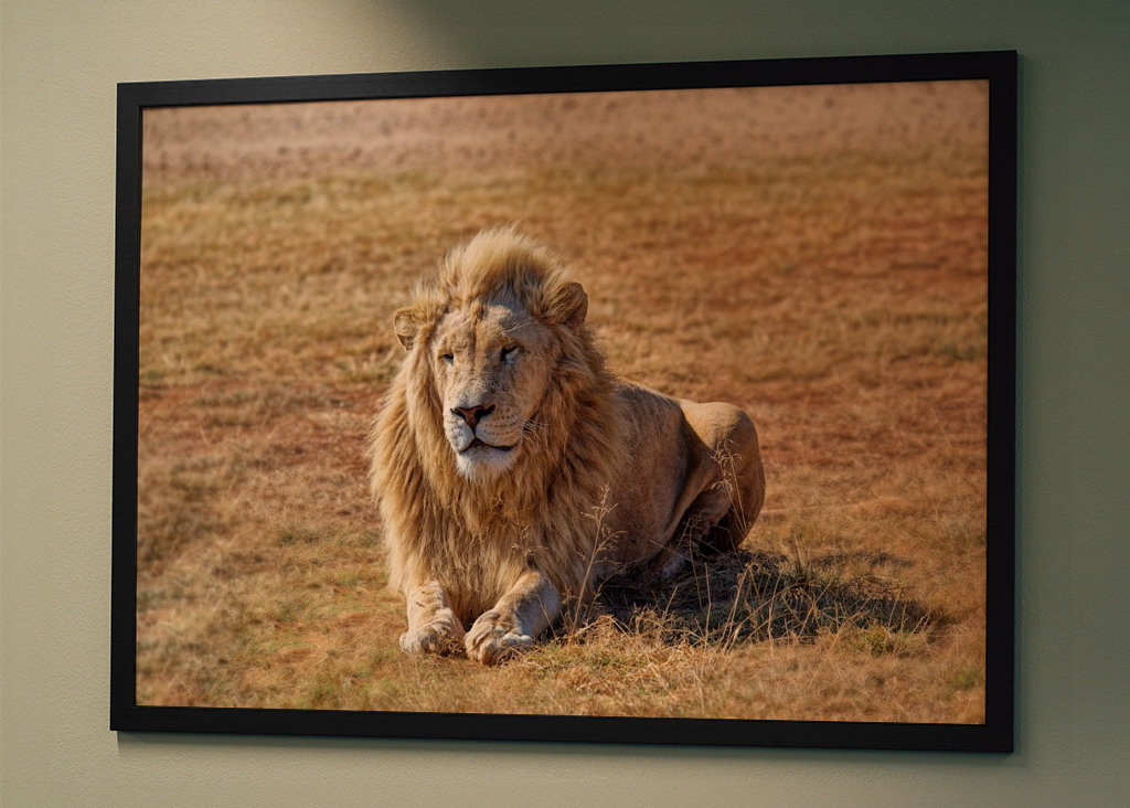 Samec lva ležící na trávě