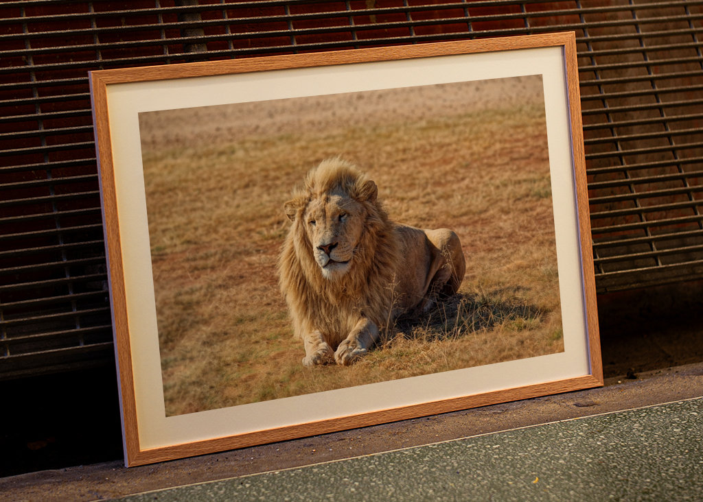 Samec lva ležící na trávě