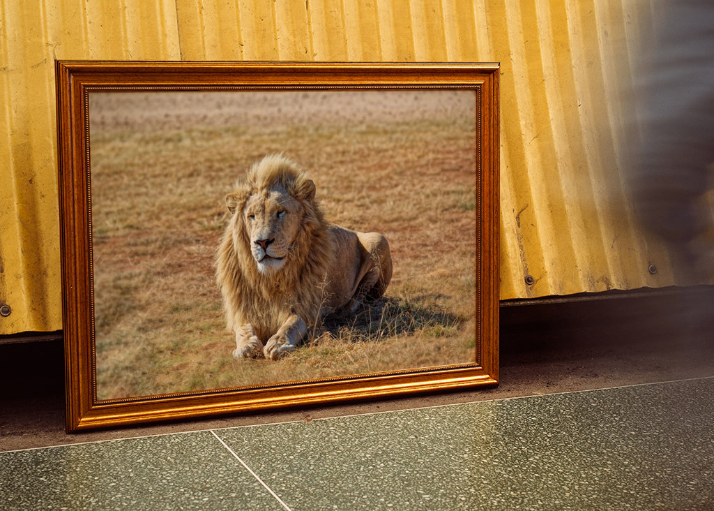 Samec lva ležící na trávě