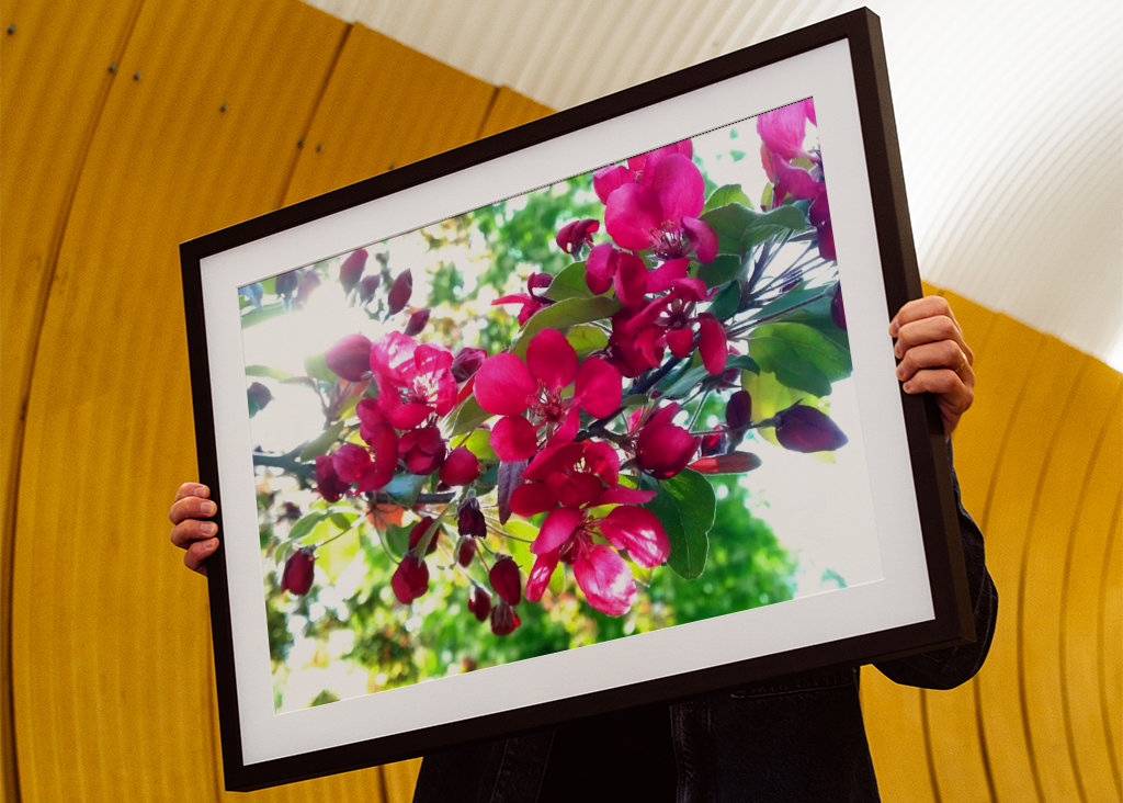 Bloeiende boom in roze