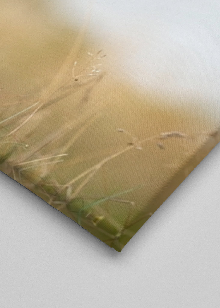 Malý vřes sám na blatech