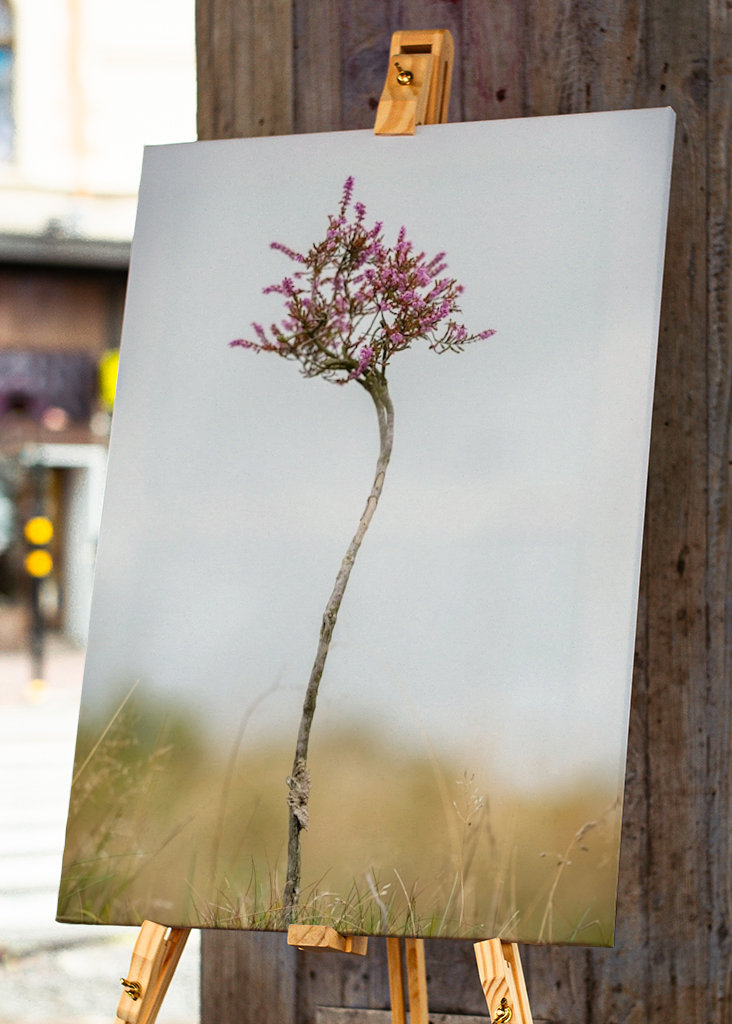 Malý vřes sám na blatech