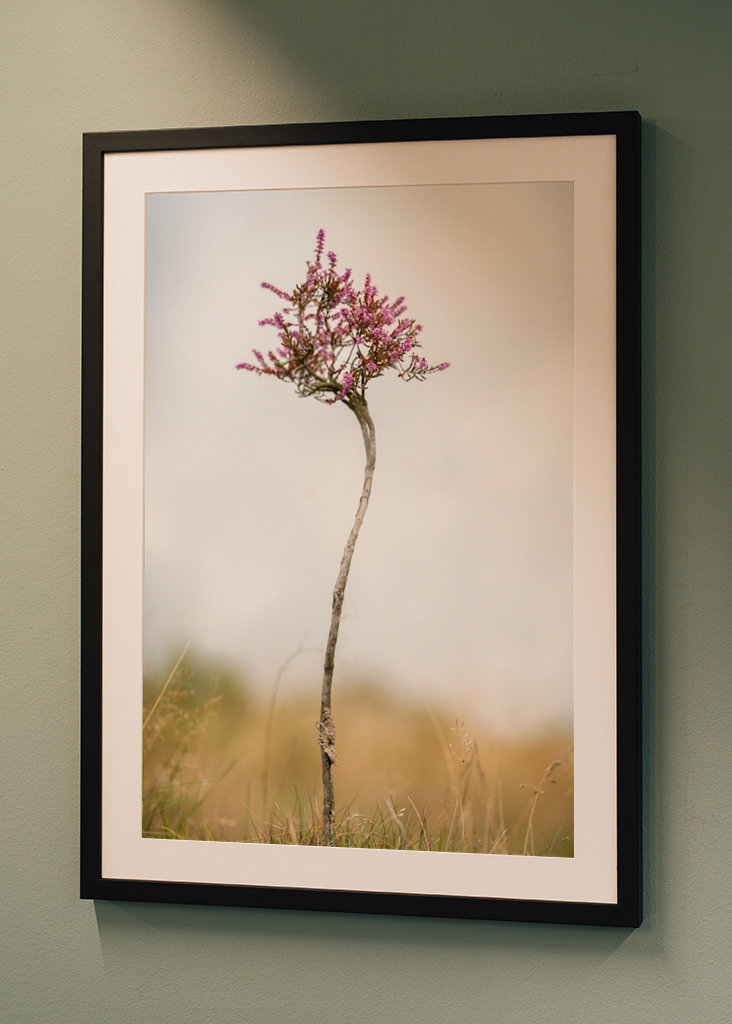 Malý vřes sám na blatech