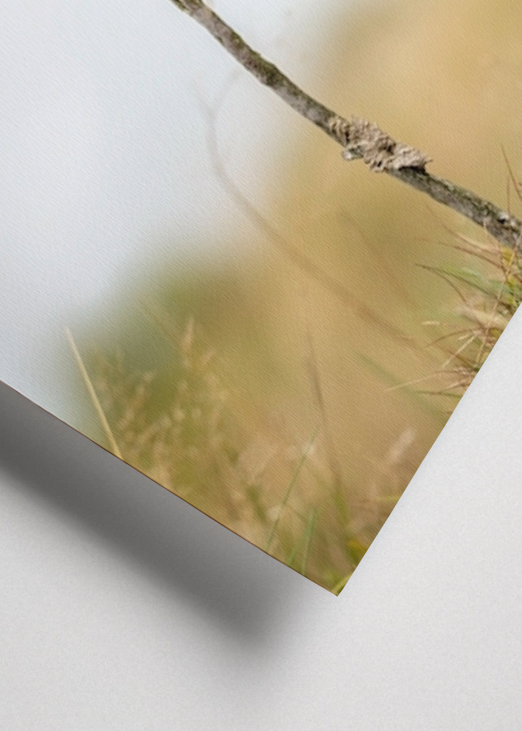 Malý vřes sám na blatech