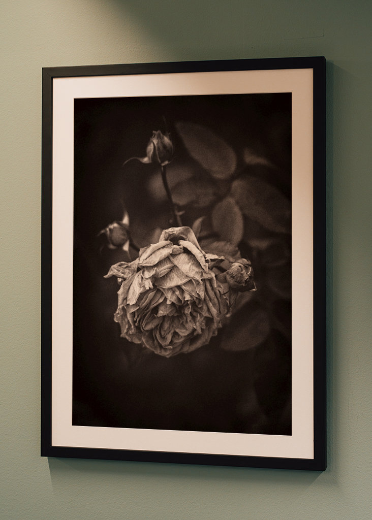 Tørket rose i hagen