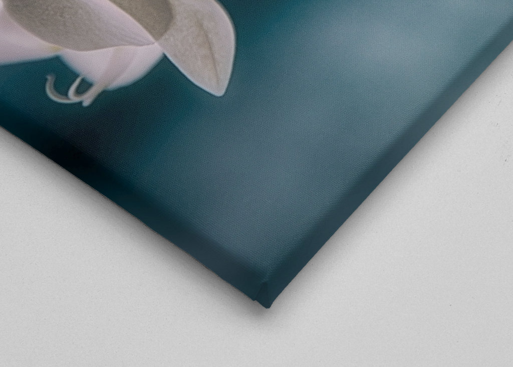 Phalaenopsis Brudorkidé