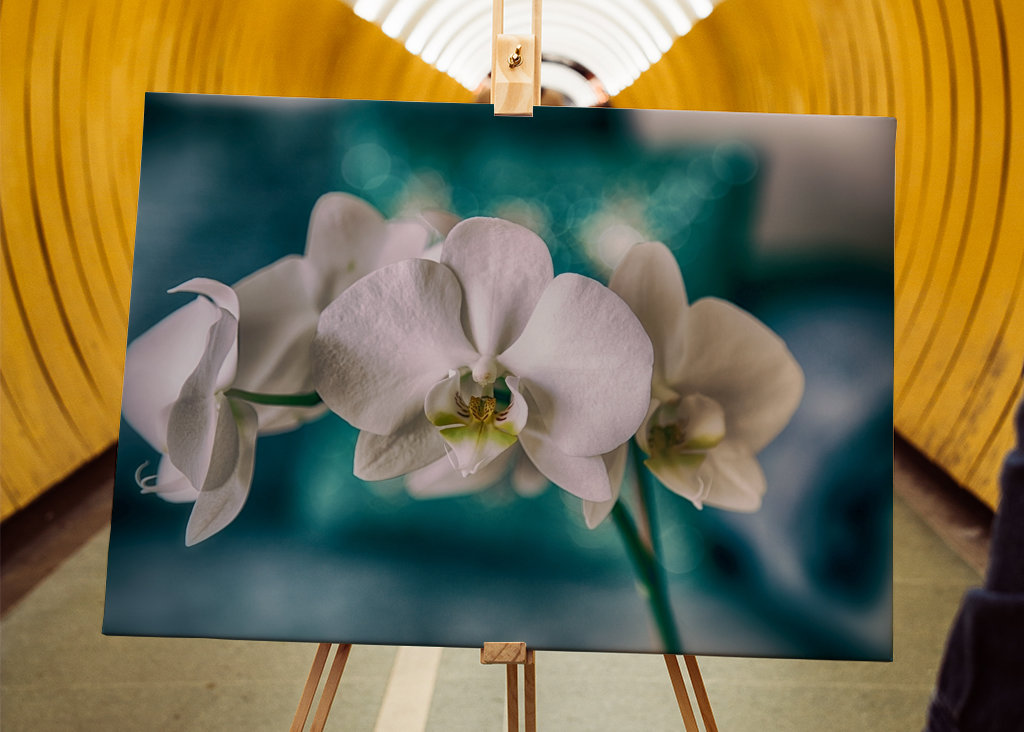 Phalaenopsis Brudorkidé