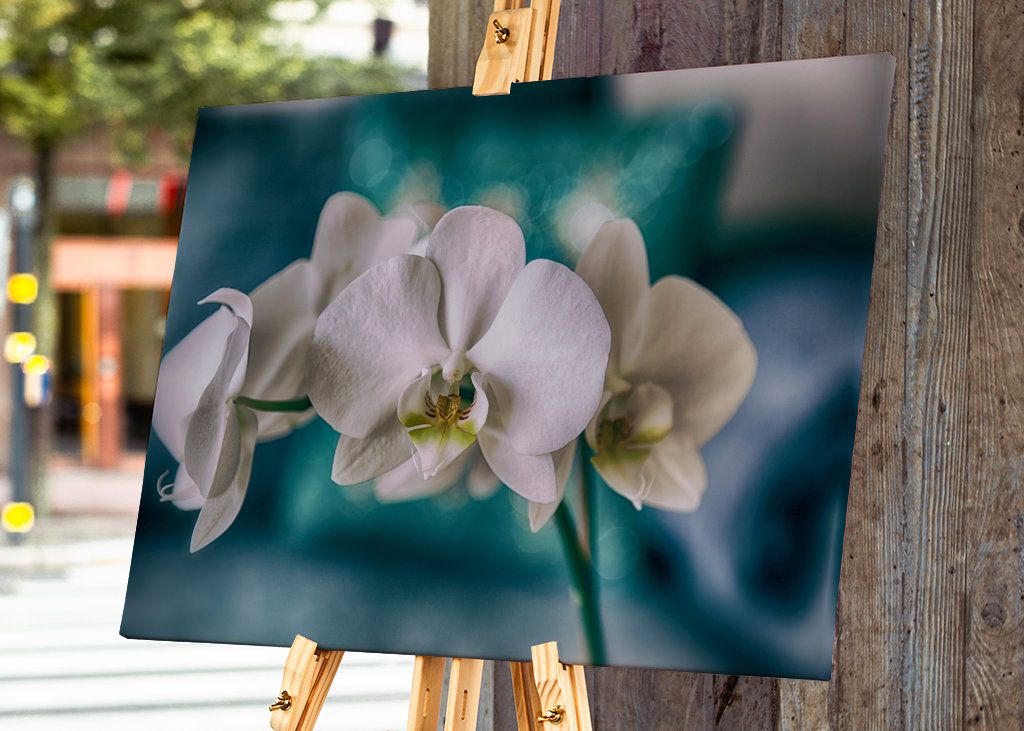 Phalaenopsis Brudorkidé