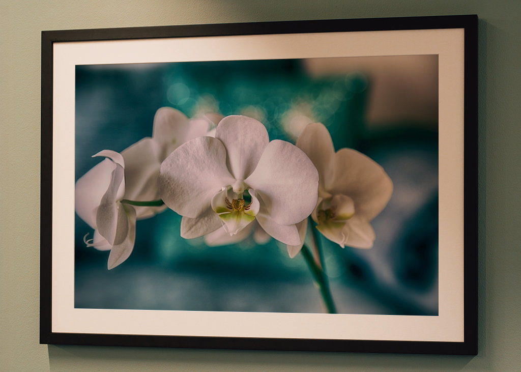 Phalaenopsis Brudorkidé