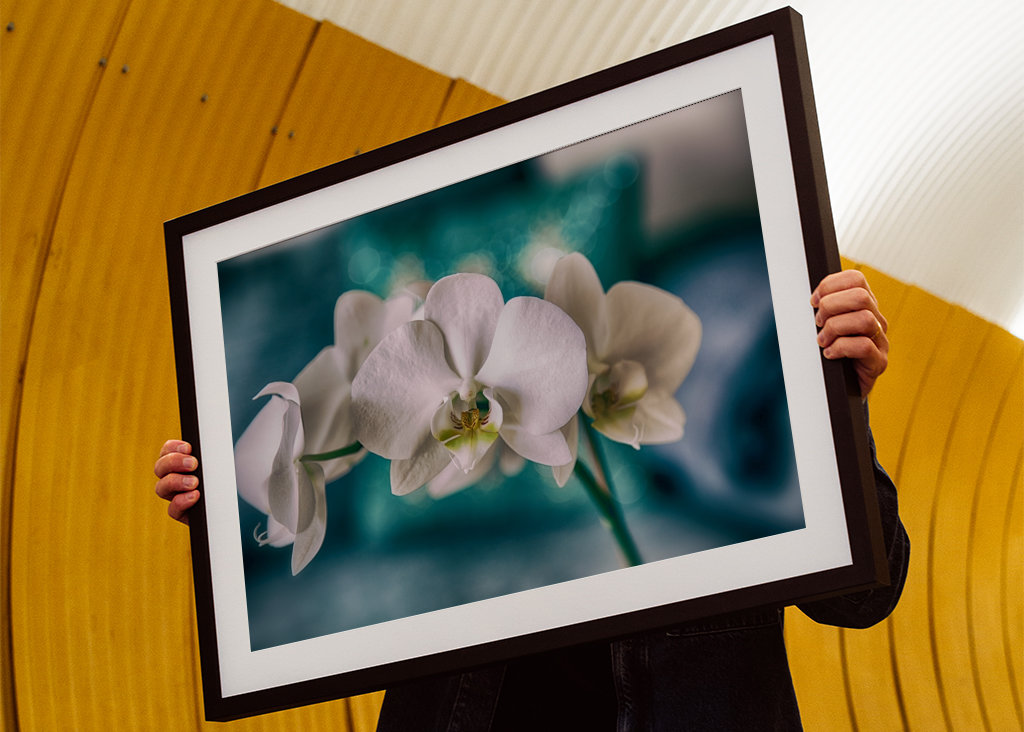 Phalaenopsis Brudorkidé