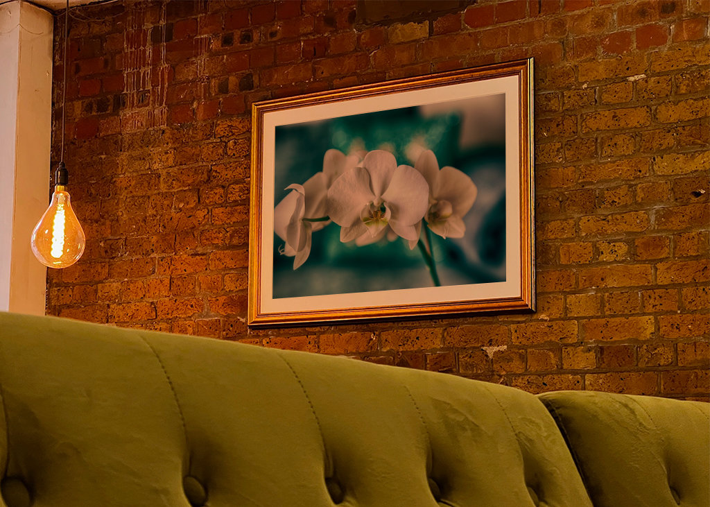 Phalaenopsis Brudorkidé