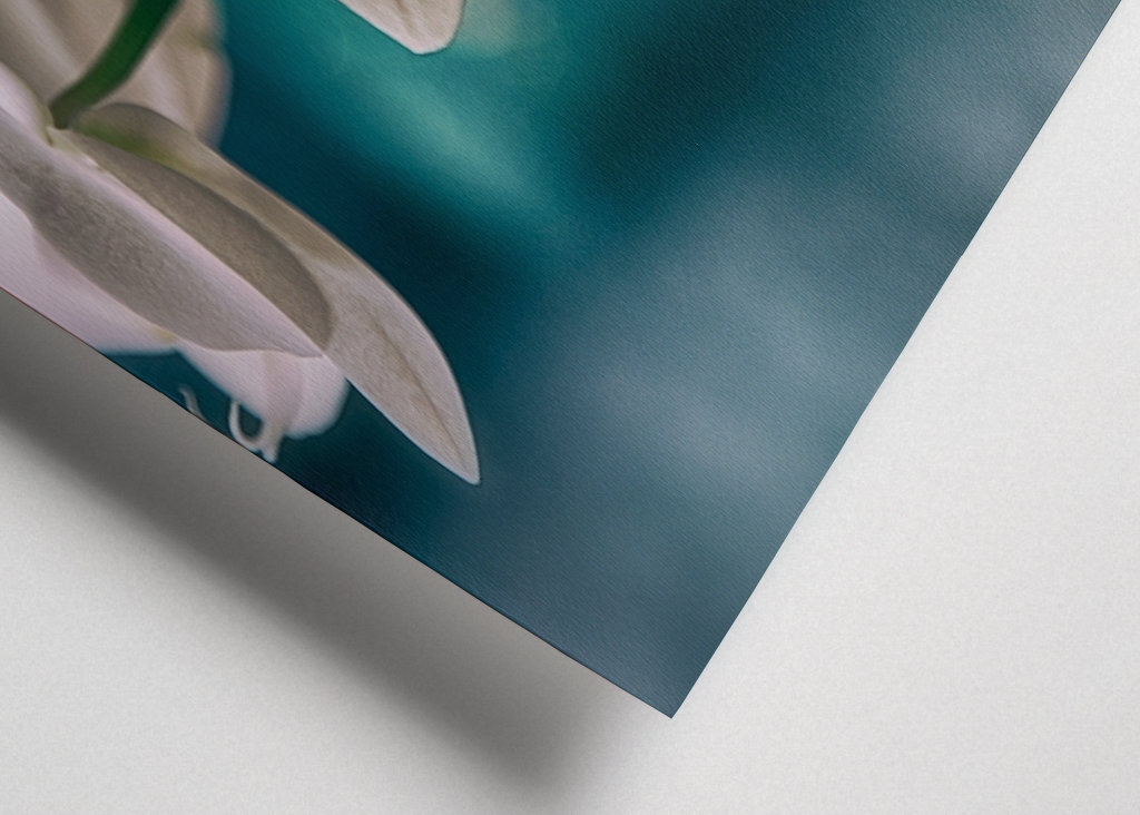 Phalaenopsis Brudorkidé