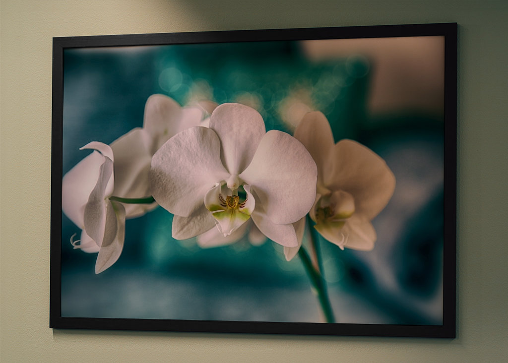 Phalaenopsis Brudorkidé