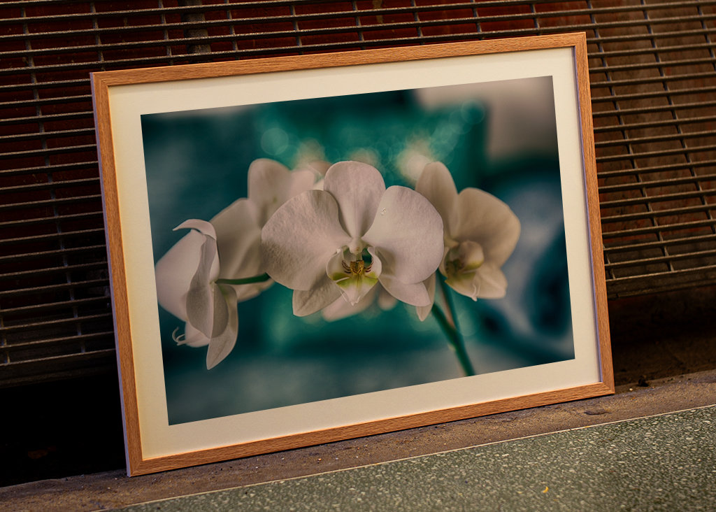 Phalaenopsis Brudorkidé