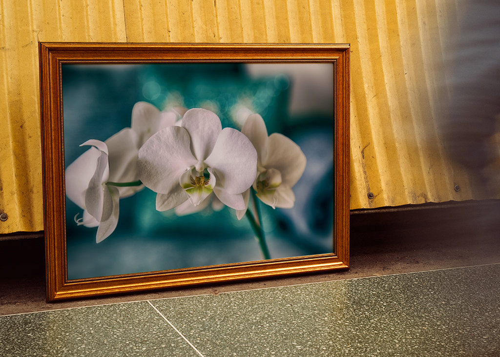 Phalaenopsis Brudorkidé