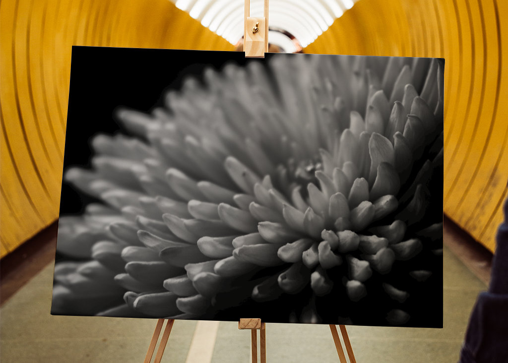 Sort og hvid blomst tæt på