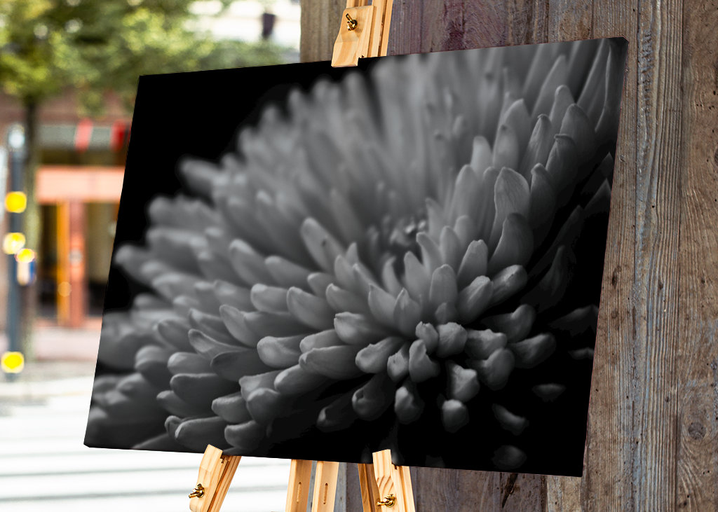 Sort og hvid blomst tæt på