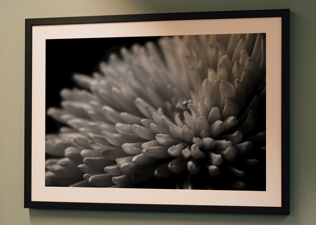 Sort og hvid blomst tæt på