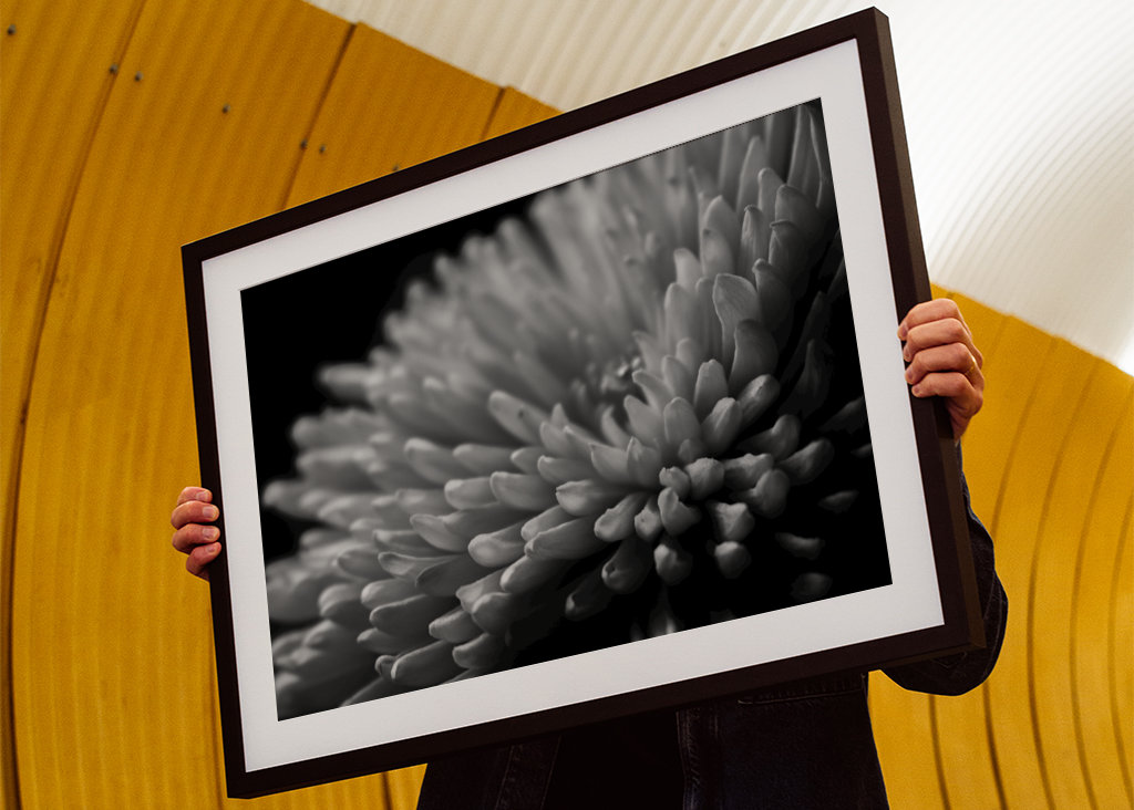 Sort og hvid blomst tæt på