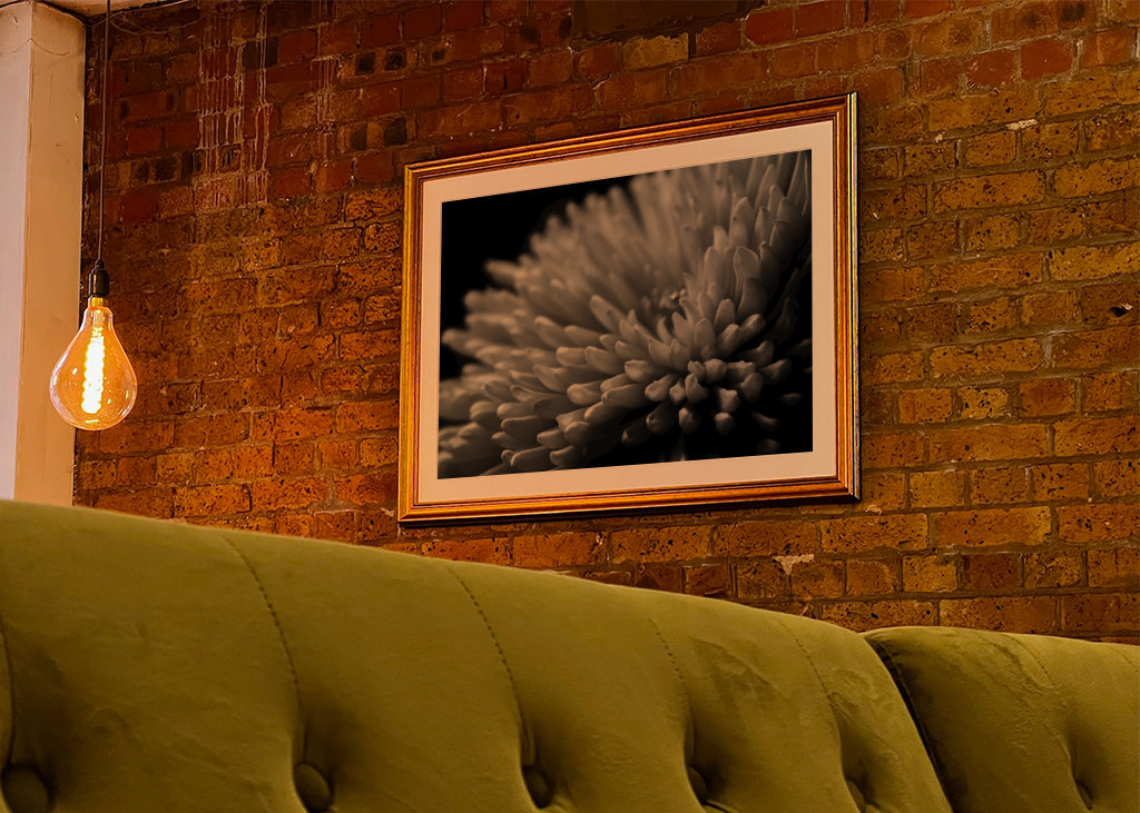 Sort og hvid blomst tæt på