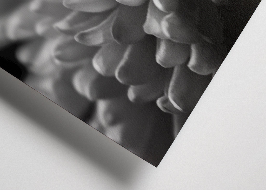 Sort og hvid blomst tæt på